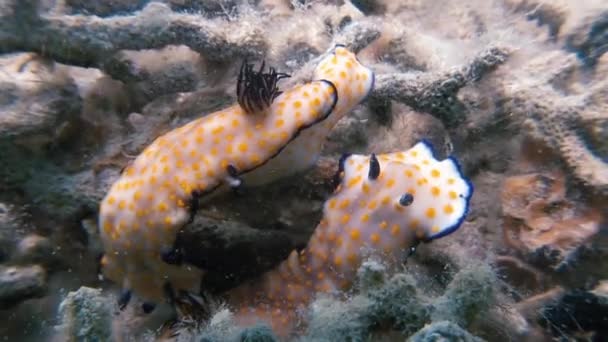 Nudibranch acasalamento enquanto caminhava através do fundo do oceano — Vídeo de Stock