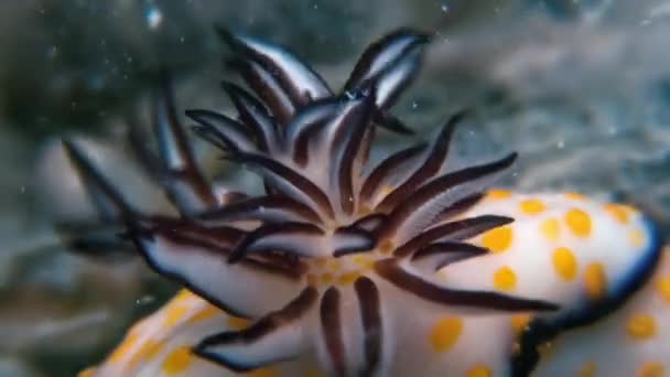 Makro renk Nudibranch yumuşakça True deniz yaratığı. — Stok video