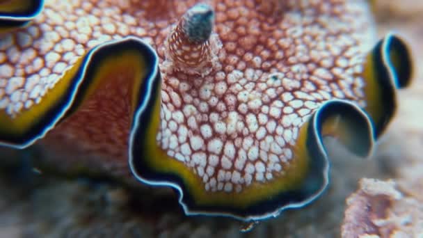 Makro barva Nudibranch měkkýšů True mořská okurka. — Stock video