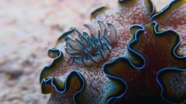 Makro barva Nudibranch měkkýšů True mořská okurka. — Stock video