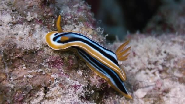 Макрос кольору Nudibranch серед молюсків True море кулі. — стокове відео