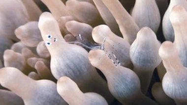 Deniz cam anemone komensal şeritli kristal karides.