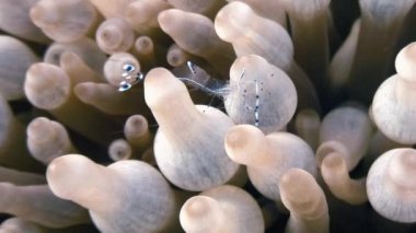 Deniz cam anemone komensal şeritli kristal karides.