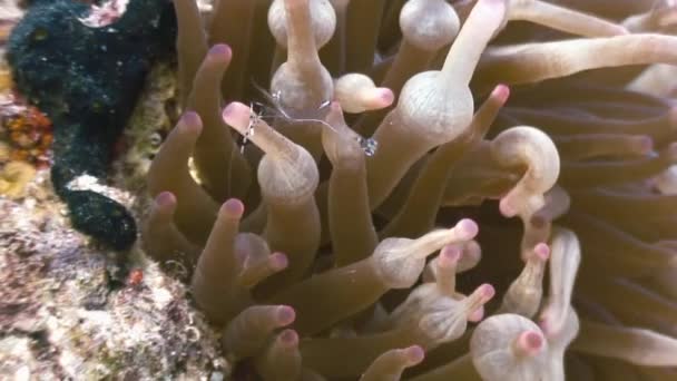 Deniz cam anemone komensal şeritli kristal karides. — Stok video