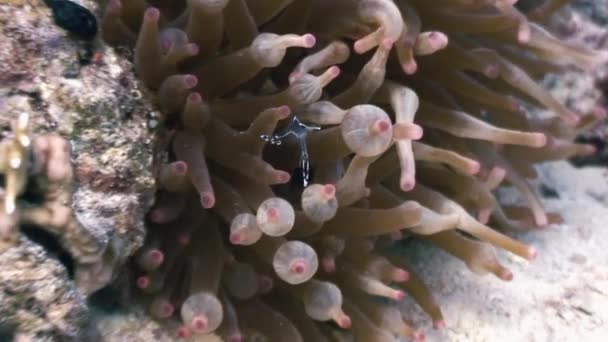 Sea glass anemone commensal banded crystal shrimp. — Stock Video