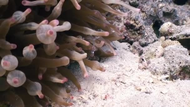 Moře sklo Sasanka symbiotické svazky krystal krevety. — Stock video