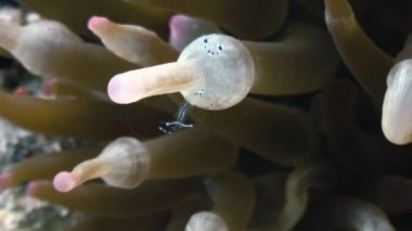 Deniz cam anemone komensal şeritli kristal karides.