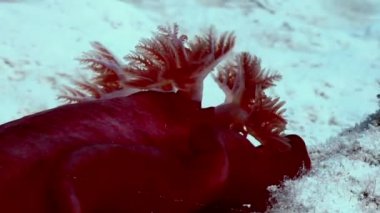 Kırmızı İspanyol Dansçı Hexabranchus denizde sanguineus.