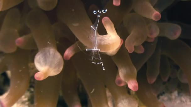 Anémona de cristal de mar camarones de cristal con bandas comensales . — Vídeo de stock