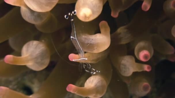 Sea glas anemone kommensaler Bandad crystal räkor. — Stockvideo