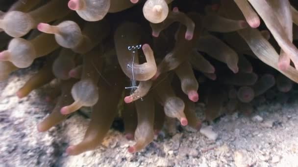 Anémona de cristal de mar camarones de cristal con bandas comensales . — Vídeos de Stock