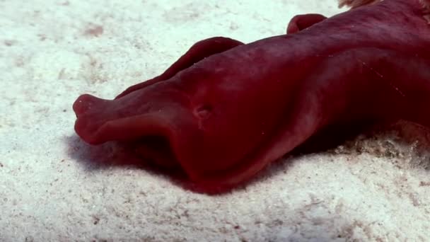 Red Spanish Dancer Hexabranchus sanguineus on sea. — Stock Video