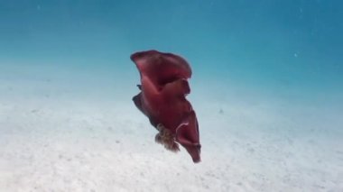 Kırmızı İspanyol Dansçı Hexabranchus denizde sanguineus.