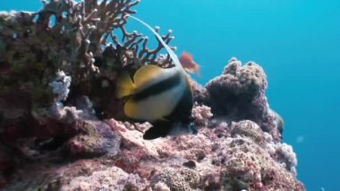 Kelebek balığı Kızıldeniz'de mercan resifi üzerinde yüzer.