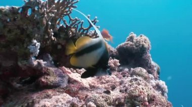 Kelebek balığı Kızıldeniz'de mercan resifi üzerinde yüzer.