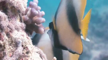 Kelebek balığı Kızıldeniz'de mercan resifi üzerinde yüzer.