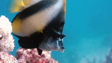 Kelebek balığı Kızıldeniz'de mercan resifi üzerinde yüzer.