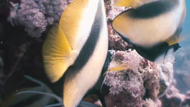 Pez mariposa flota sobre arrecife de coral en el Mar Rojo . — Vídeo de stock