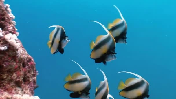 バタフライフィッシュが紅海のサンゴ礁に浮かぶ. — ストック動画