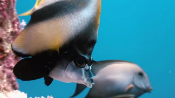 Kelebek balığı Kızıldeniz'de mercan resifi üzerinde yüzer. — Stok video