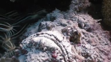 Akrep balığı taş balığı scorpaenopsis diaboblus.