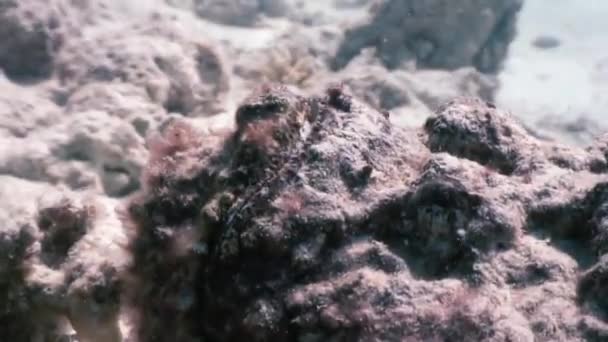 Diaboblus do Scorpaenopsis do Stonefish do scorpionfish. — Vídeo de Stock