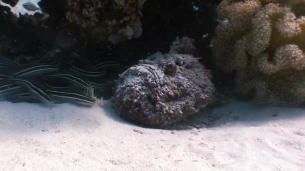 Skorpionfisch Steinfische Skorpaenopsis diaboblus. — Stockvideo