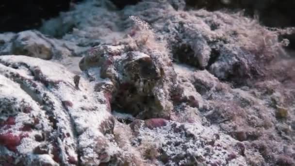 Akrep balığı taş balığı scorpaenopsis diaboblus. — Stok video