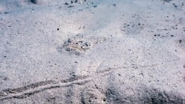 Skorpionfisch Steinfische Skorpaenopsis diaboblus. — Stockvideo