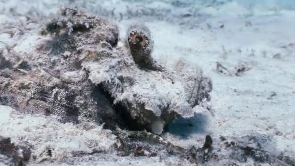 Scorpionfish scorpaenopsis diaboblus. — Video