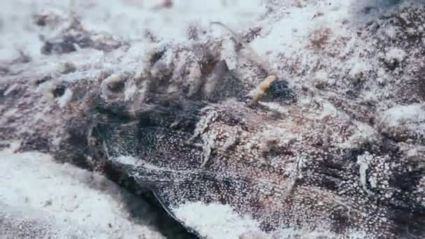 Diaboblus do Scorpaenopsis do Stonefish do scorpionfish. — Vídeo de Stock