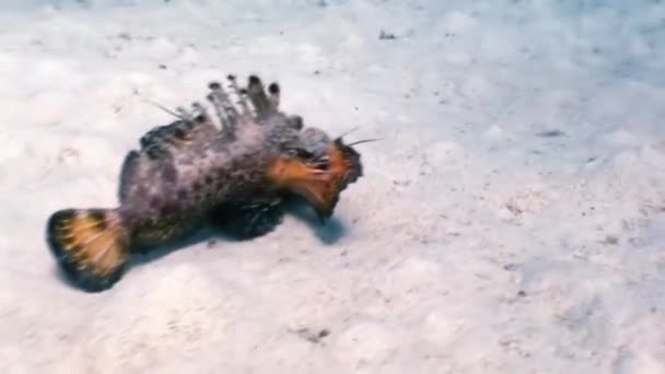 Scorpionfish stonefish scorpaenopsis diaboblus. — Stock Video