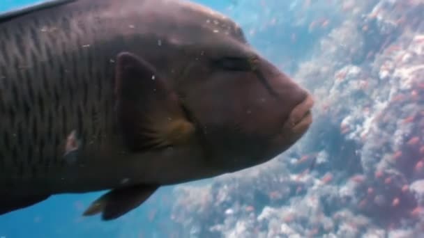 Napoleão Peixe no recife de coral no mar oceânico close-up — Vídeo de Stock