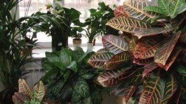 Lüks daire iç tencerelerde çiçeklenir.