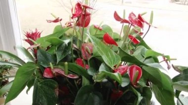 Lüks daire iç tencerelerde çiçeklenir.