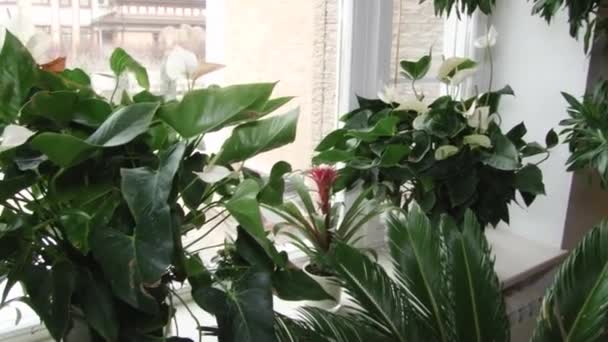 Bloemen in potten in luxe appartement interieur. — Stockvideo