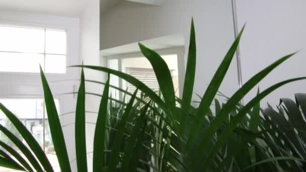 Blumen in Töpfen im Interieur der Luxuswohnung. — Stockvideo