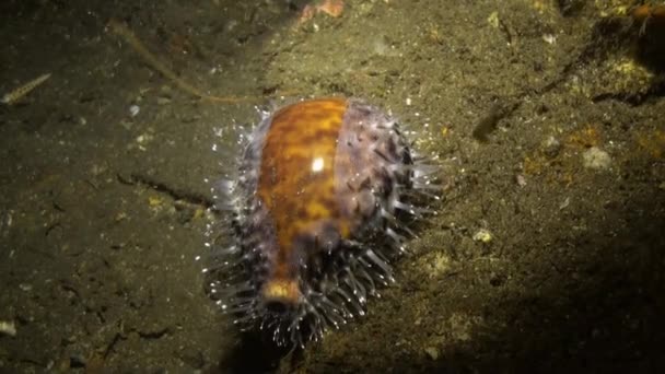 Slak kauri op zeebodem bij nachtlicht van de lantaarn. — Stockvideo