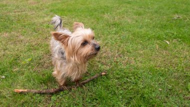 Yorkshire teriyeri köpeği büyük bir sopayla çimlerin üzerinde duruyor.