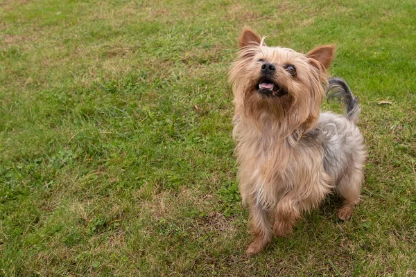 Heureux Yorkshire Terrier Chien Sur Herbe Les Yeux Levés Avec — Photo