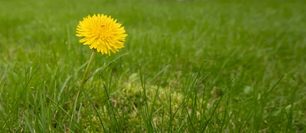 芝生の芝生の上で1つの黄色のタンポポの花 フィールドの浅い深さ — ストック写真