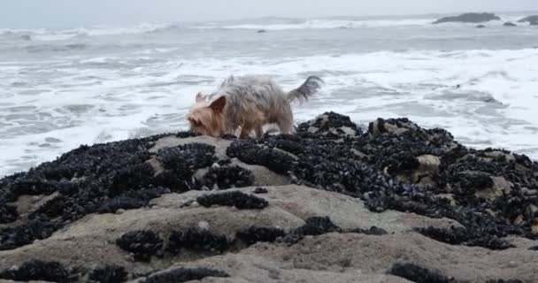 Yorkshire Terrier Hund Läuft Über Felsen Strand Mit Rauem Turbulentem — Stockvideo