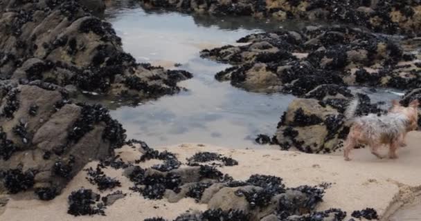 Ansioso Yorkshire Terrier Cão Investigando Costa Rochosa Praia Inverno — Vídeo de Stock