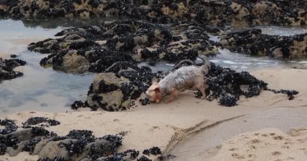 Yorkshire Terrier Cão Explorando Costa Rochosa Praia Cheirando Areia Rochas — Vídeo de Stock