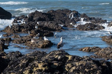 Martılar kışın Portekiz 'in Atlantik kıyısındaki sahilde kayalara tünediler. Beyaz ringa martıları.