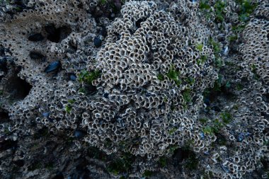 Kumsaldaki kumtaşı kayalarına bağlı eski, boş midye kabukları..