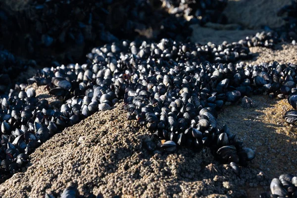 Des Grappes Coquilles Moules Attachées Roche Sur Plage Gros Plan — Photo