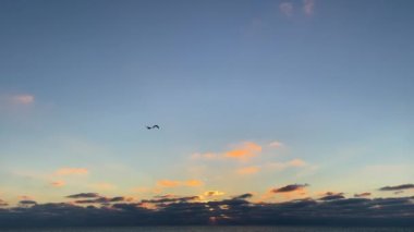 Alacakaranlıkta mavi turuncu eğimli gökyüzüne karşı okyanus üzerinde siluet içinde uçan iki kuş. İzleme görüntüsü.