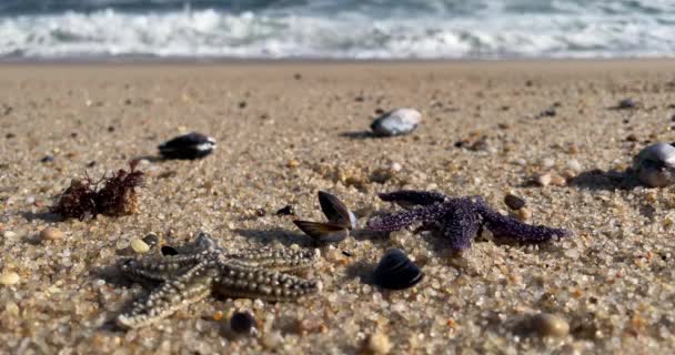 Close Duas Estrelas Mar Estrelas Mar Praia Areia Com Conchas — Vídeo de Stock