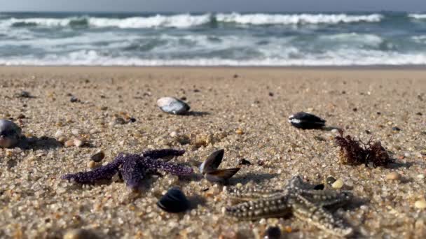 Starfish Estrelas Mar Praia Arenosa Com Conchas Mar Oceano Fundo — Vídeo de Stock